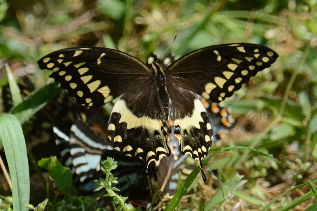 135 2014-05132227b Great Dismal Swamp NWR, VA.JPG - Palamedes Swallowtail (Papillio palmedes). Butterfly swarm. Great Dismal Swamp National Wildlife Refuge,VA, 5-13-2014